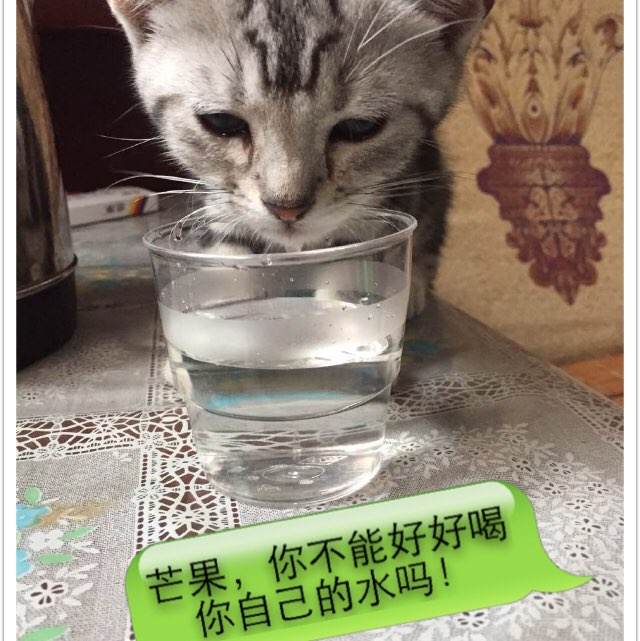 制作勃立顿-派克学院毕业证
